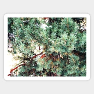 pine tree Sticker